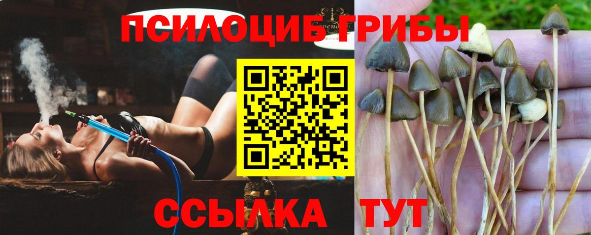 Кондопога  Галлюциногенные грибы GOLDEN TEACHER  Вход с VPN  Галлюциногенные грибы Psilocybe 
